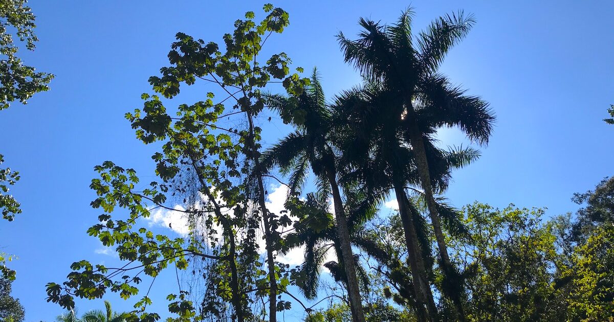 Palm trees framed against a blue sky