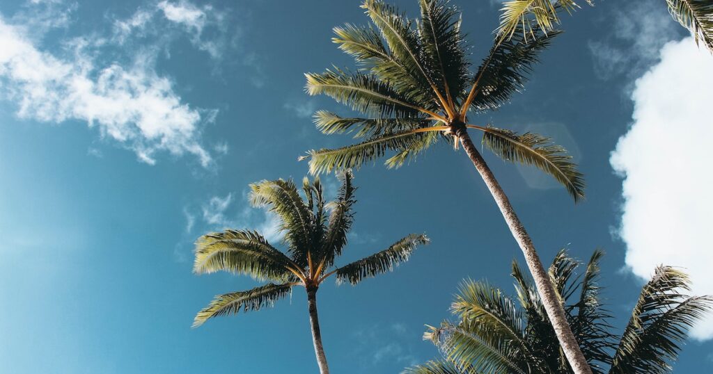 Palm trees against a blue sky