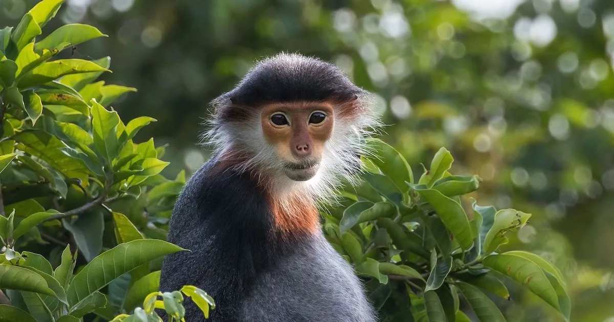 A red-faced monkey in the trees