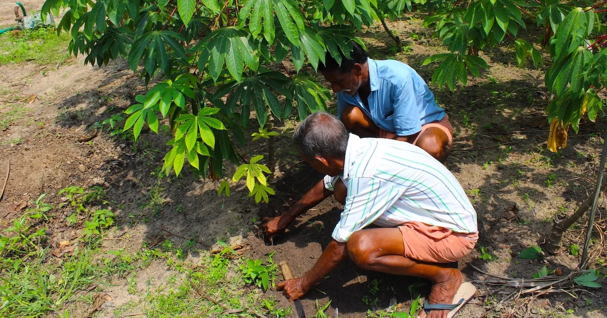 Farmers digging up tapioca