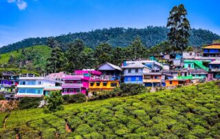 Colourful houses among green tea plantations