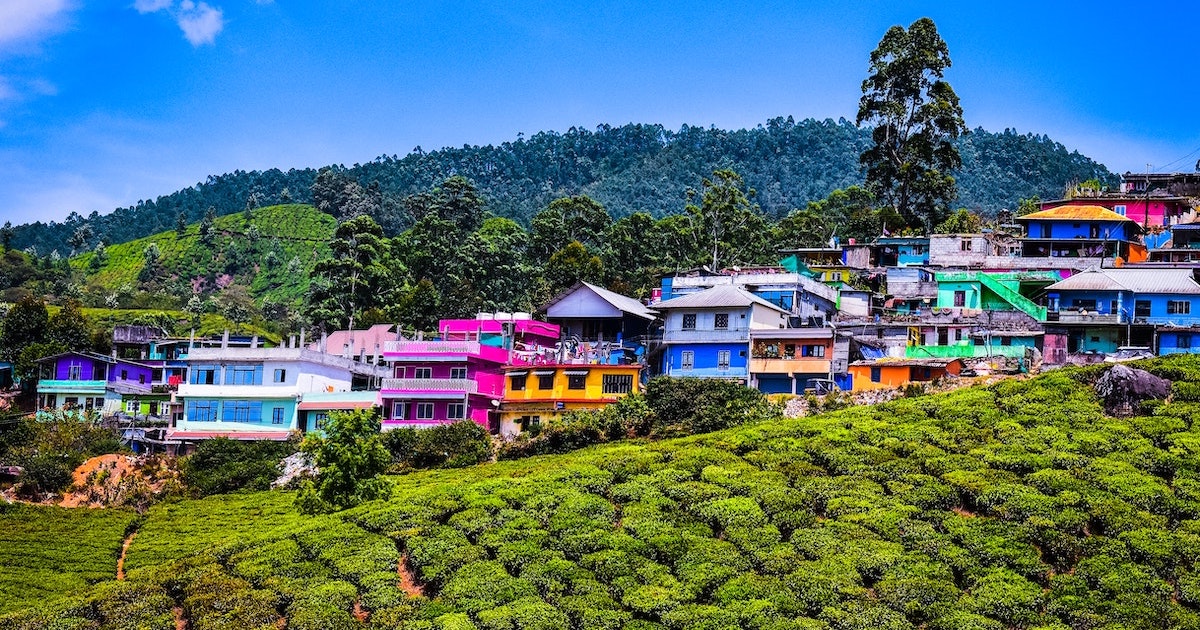 Colourful houses among green tea plantations