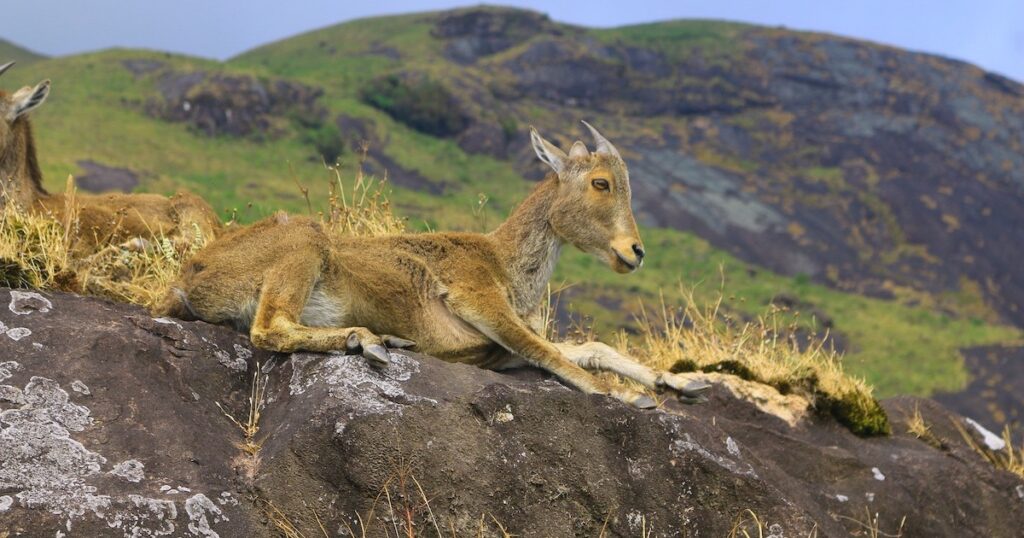 A Nilgiri Tahr mountain goat in Kerala highlands.