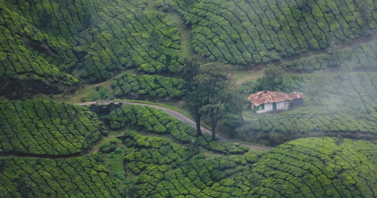 View over misty tea fields