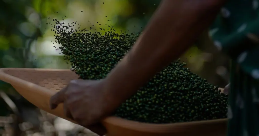 Hands tossing a tray of black pepper