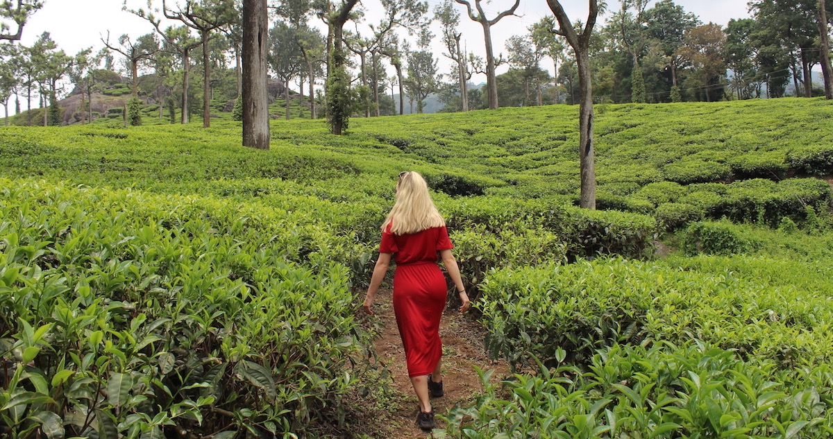 Woman in red dress surrounded by tea bushes