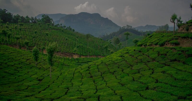 22 Essential things to do at Munnar hill station - Escape Artist Katie