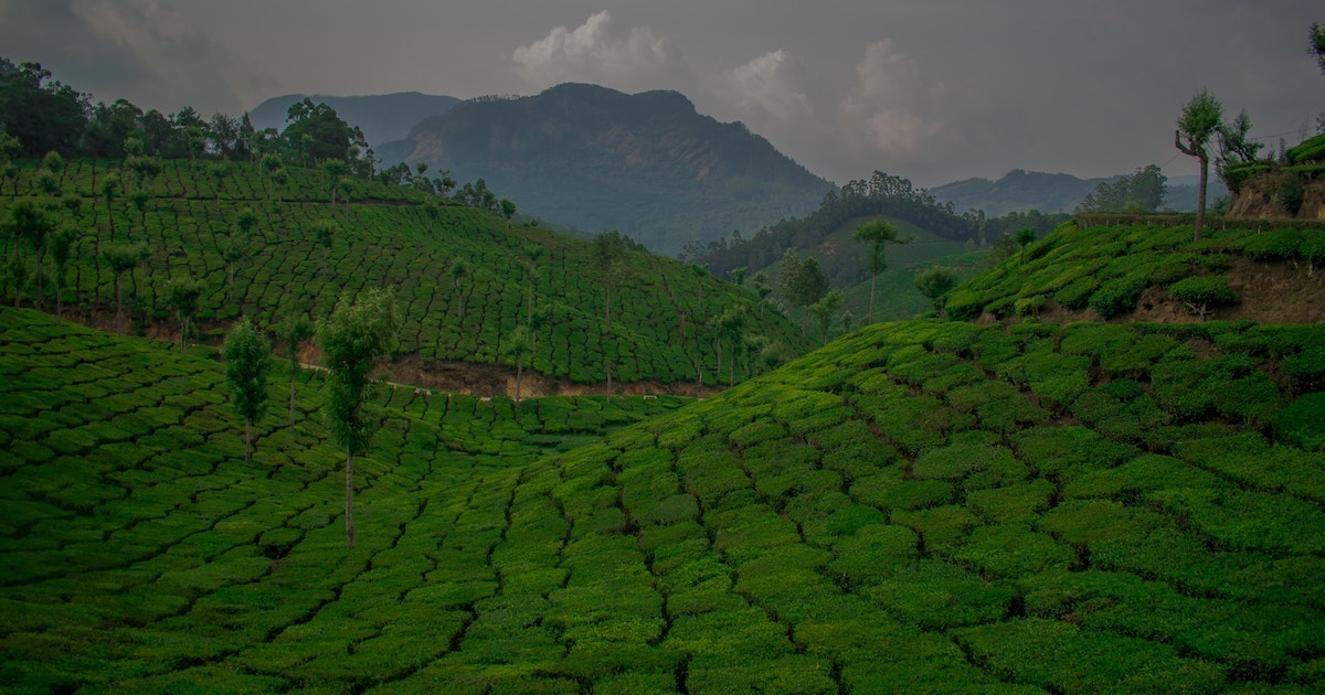 Top station views over tea plantations