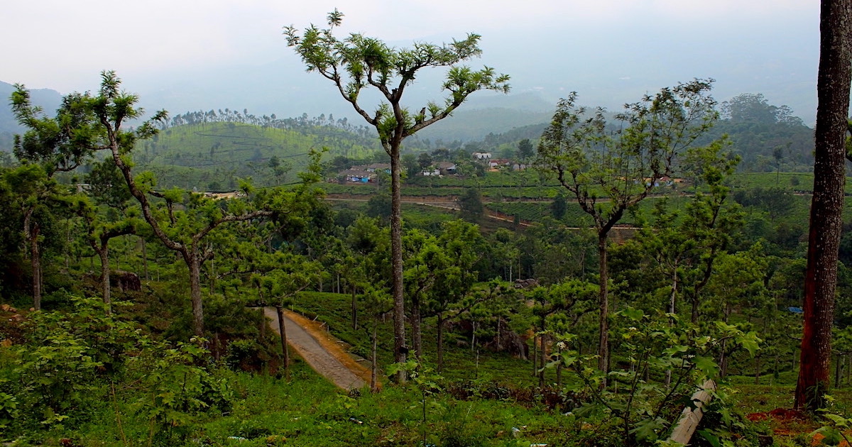 Tall silver oaks among rolling tea plantations