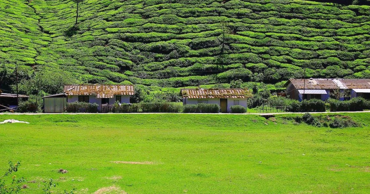 Small huts at the foot of tea plantations