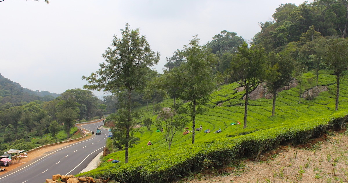 Workers picking tea leaves alongside a winding road