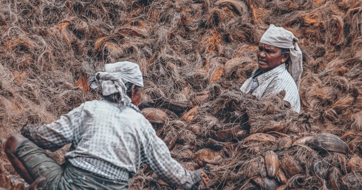 Coir workers dressed in all white are submerged in coconut husk fibres.