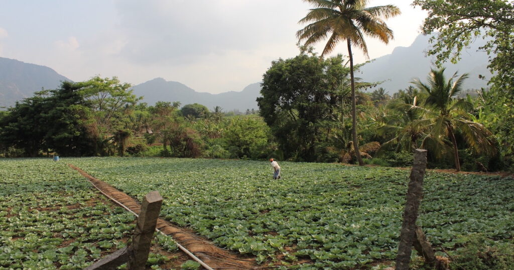 Farmworker dressed in white leans over vegetable crops surrounded by the Western Ghats.