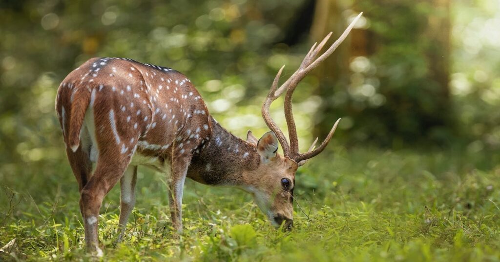 A horned deer grazes on grass in the Periyar National Park.