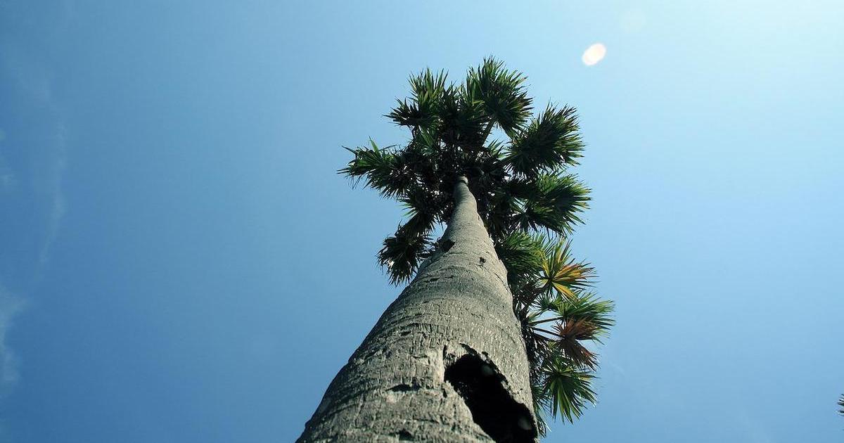Tall trunk of a palm tree framed against the blue sky.