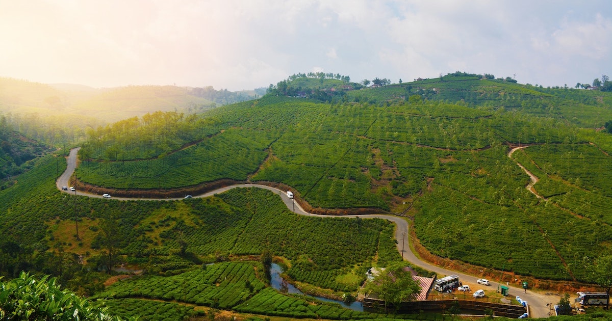 A slope covered in tea gardens and a winding road in Vagamon.
