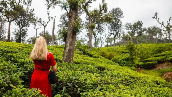 Blonde woman wearing a loose, ankle-length red t-shirt dress standing in a tea plantation in Munnar