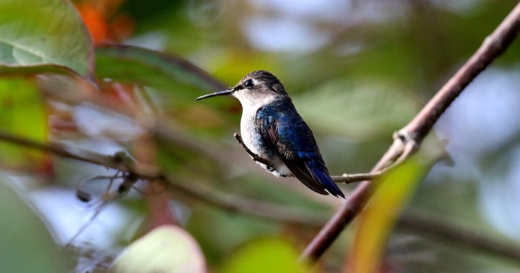 Wild bird on a branch in the Topes de Collantes National Park