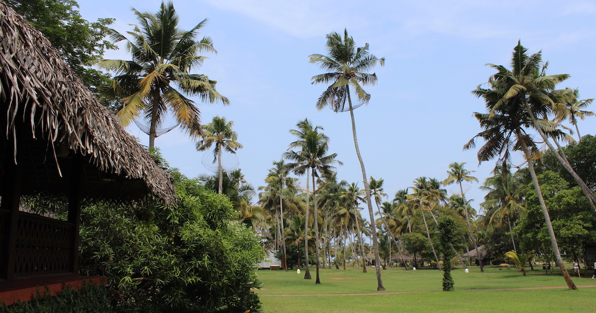 Tall palm trees and a bamboo hut at Marari Beach Resort in Kerala