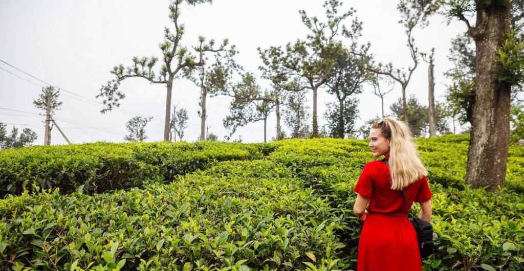 Blonde woman wearing red t-shirt dress gazes over tea bushes in Munnar