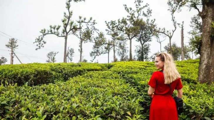 Blonde woman wearing red t-shirt dress gazes over tea bushes in Munnar