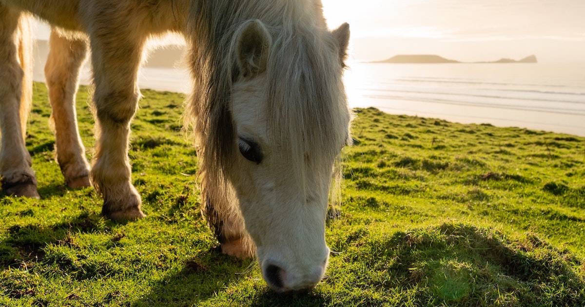 White pony grazes on grass with Worm's Head in the background.