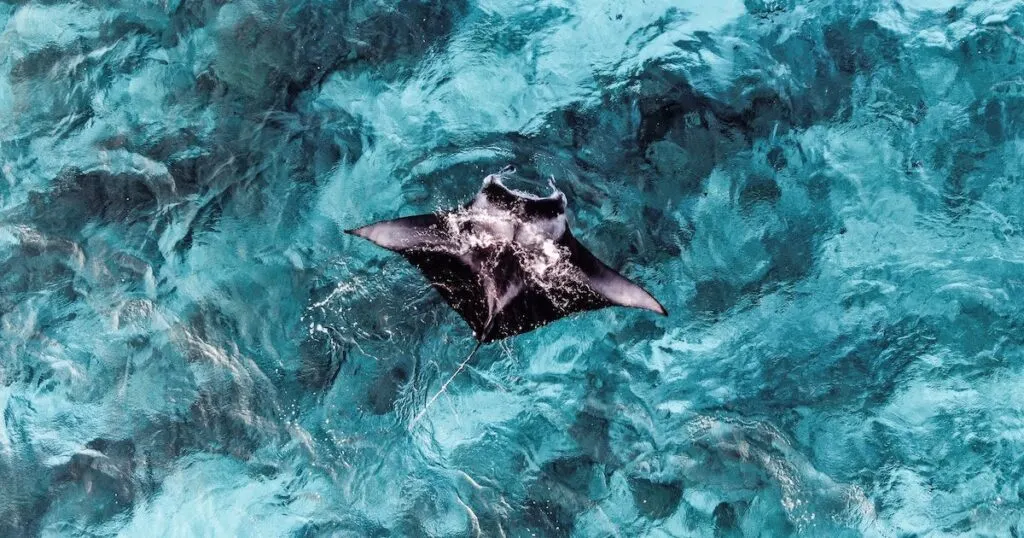 Aerial view of a manta ray gliding through blue water