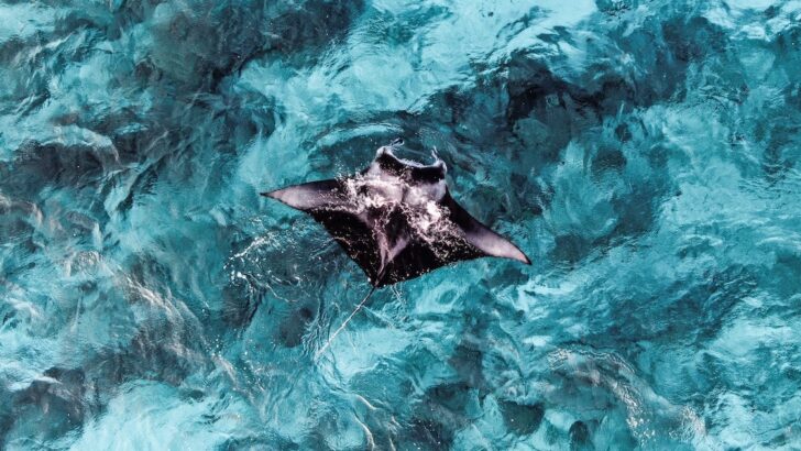 Aerial view of a manta ray gliding through blue water