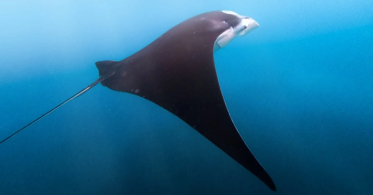A manta ray glides gently through the ocean at Manta Bay Nusa Penida
