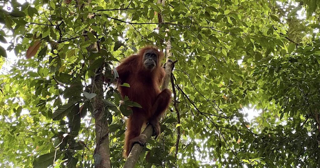 A Sumatran orangutan in Bukit Lawang gazes at the camera from between two tree trunks.