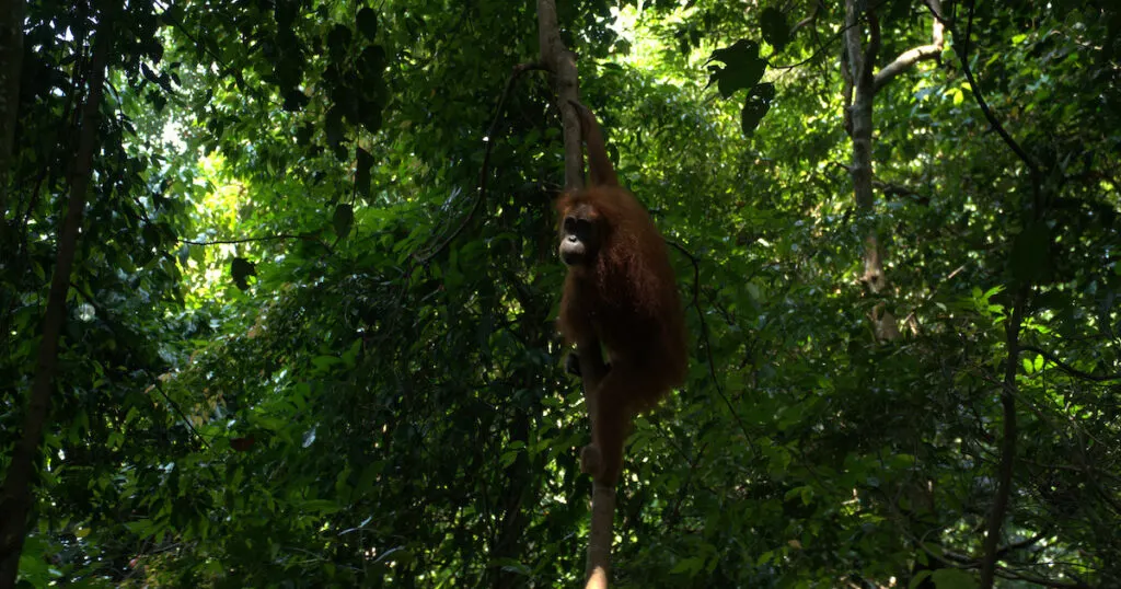 An orangutan hangs from a vine in the jungle in Bukit Lawang.