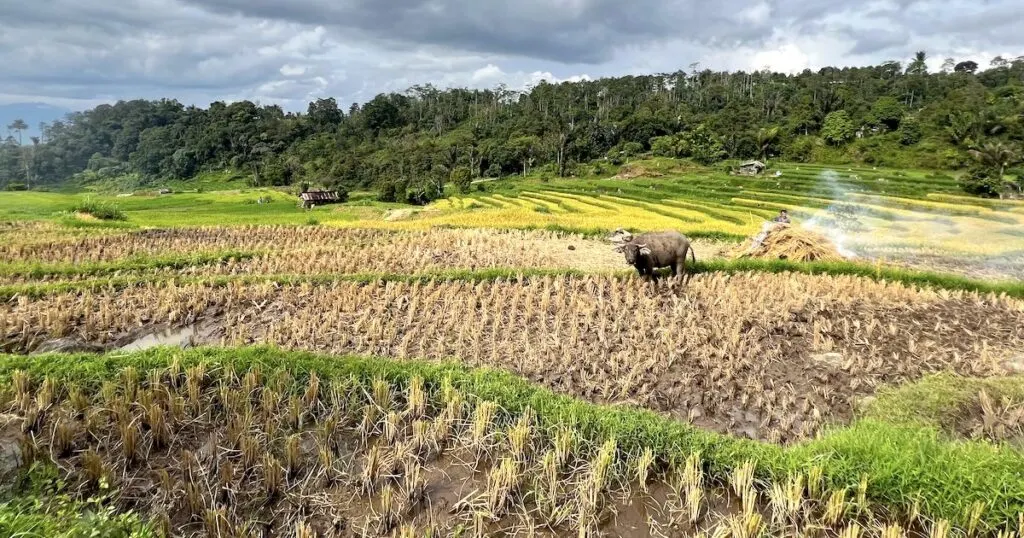A water bull in a rice field in Sikabu in West Sumatra.