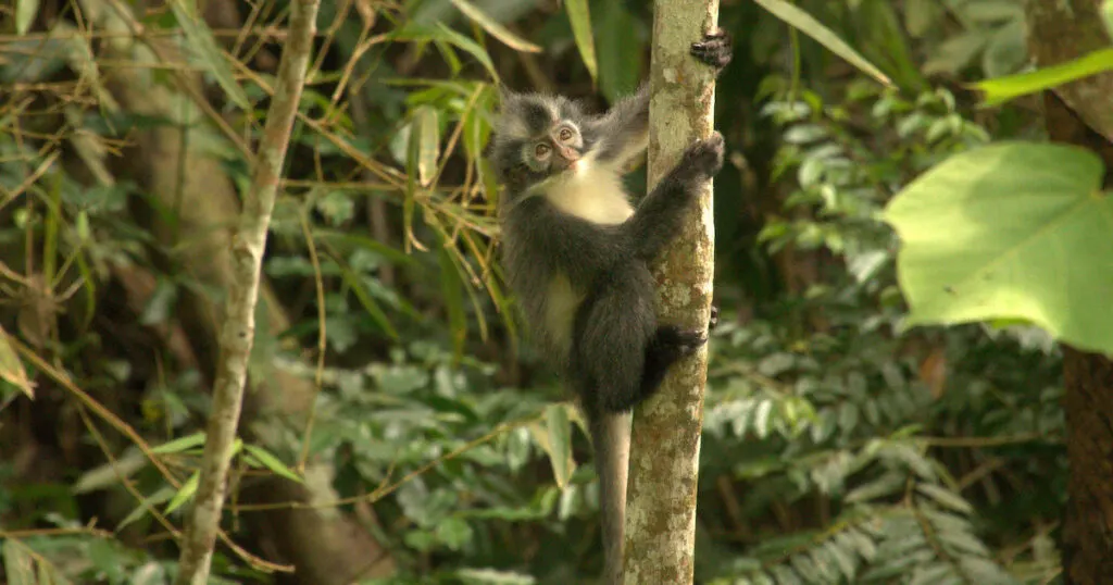 Thomas's langur monkey clinging to a tree in North Sumatra.
