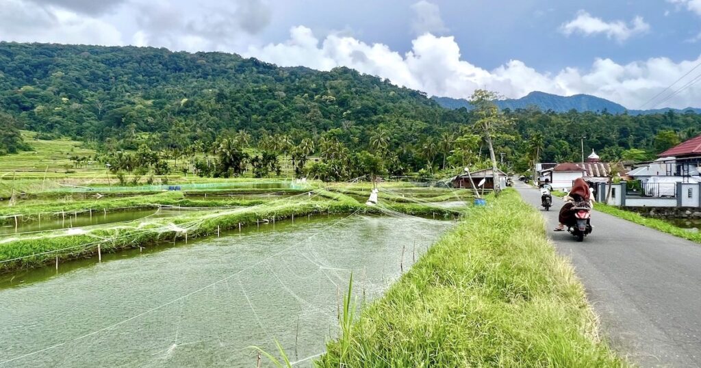 Rice paddies next to a road in Lake Maninjau, a popular location for backpacking Sumatra.