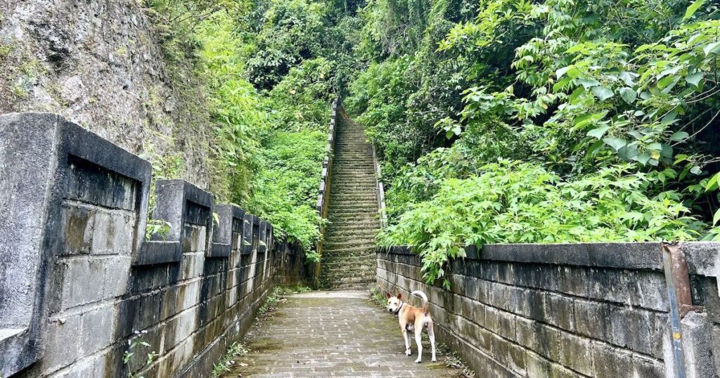 A smiling dog walks along a path on the Great Wall of Koto Gadang in Bukittinggi.
