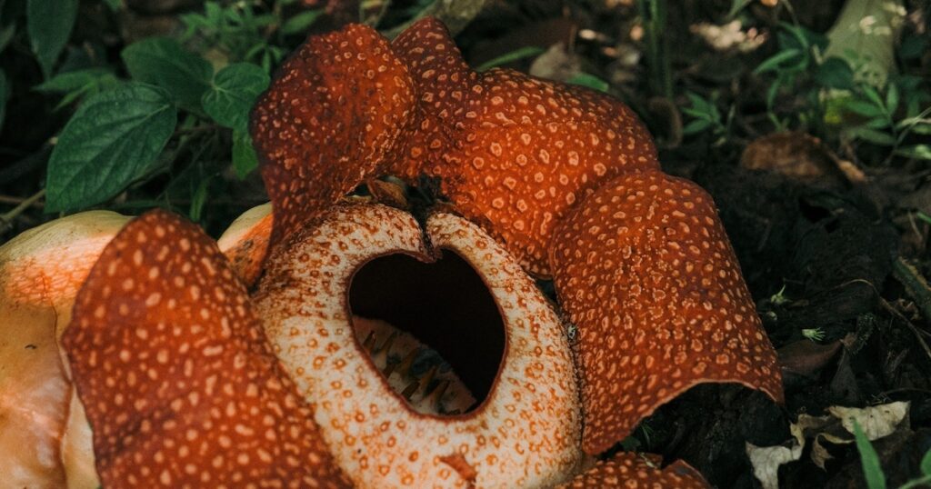 Large, red and spotted Rafflesia flower found only in Indonesian rainforests and one of the best things to do in Bukittinggi.