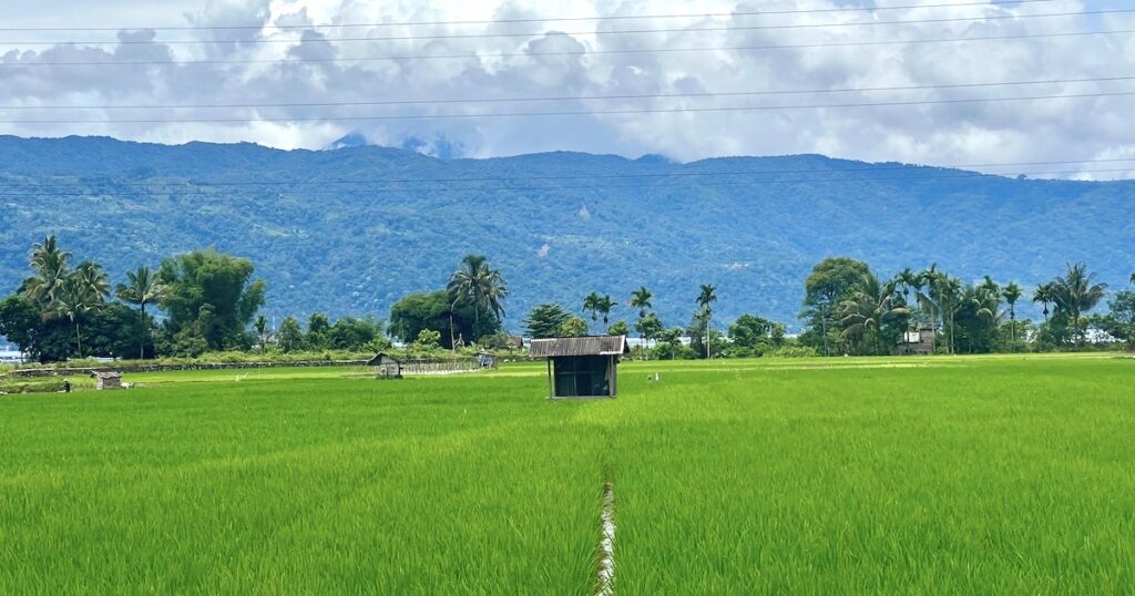 A lone hut among green paddy fields at Lake Maninjau in west Sumatra