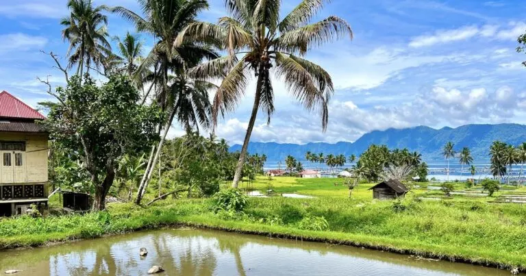 Palm trees tower over rice fields stretching out to Maninjau Lake.