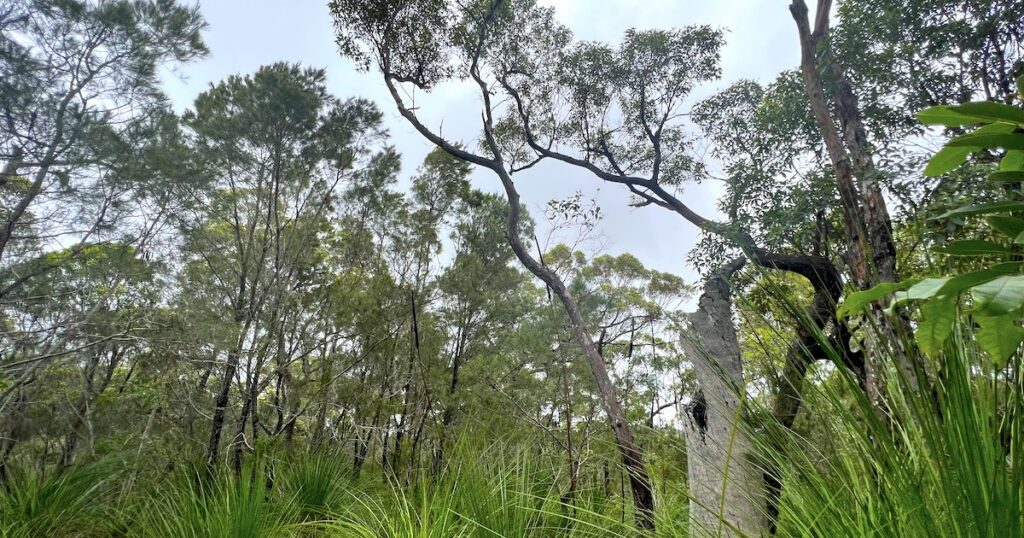Pine trees in the rainforest along the Honeyeater Lookout Trail.