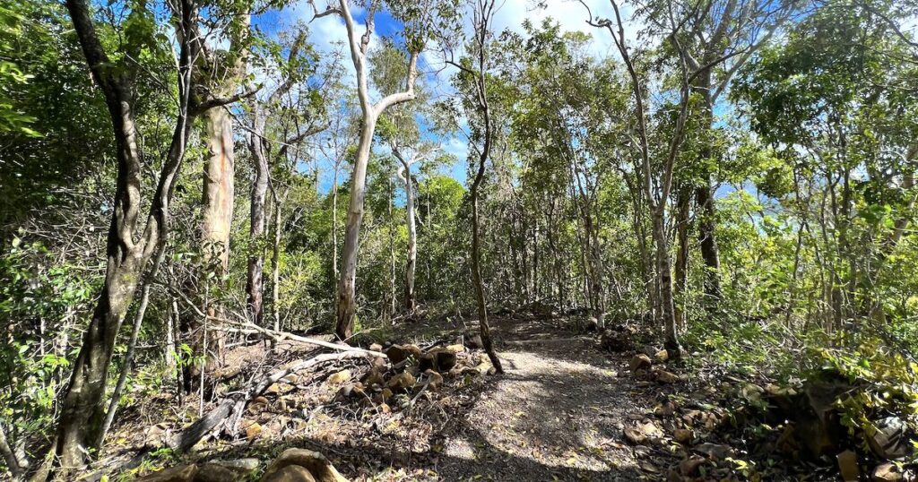 Dirt track through a rainforest on the Honeyeater Lookout Trail.