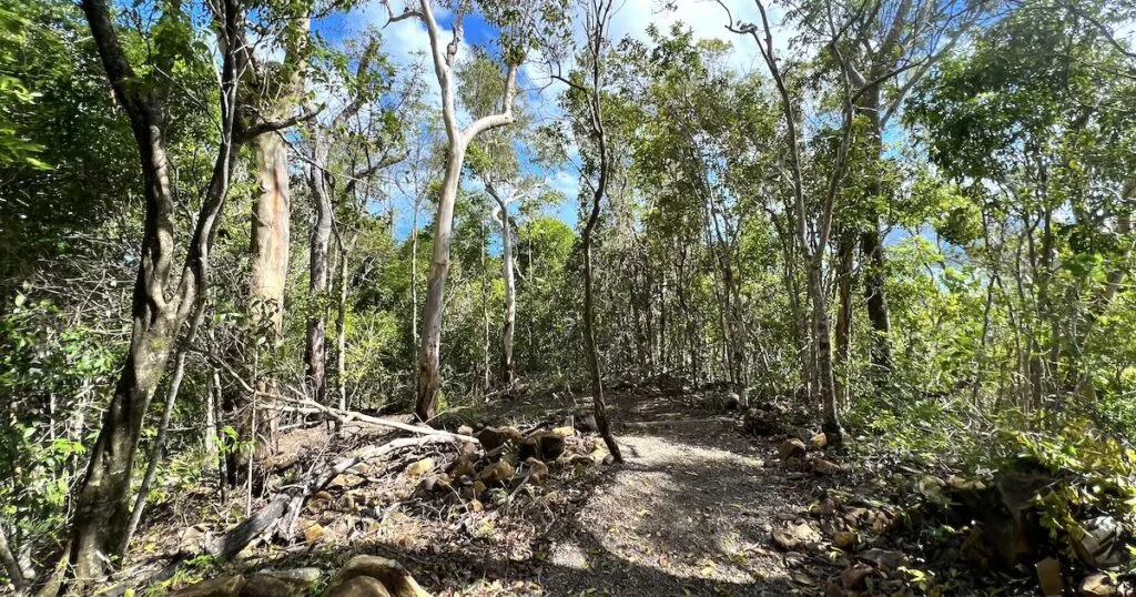 Dirt track through a rainforest on the Honeyeater Lookout Trail.