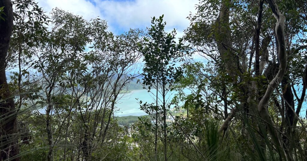 View of the Whitsunday Islands through the trees on the Honeyeater Lookout Trail.