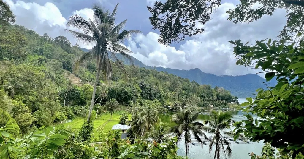 Palm trees and rice fields merge into the lake at Maninjau in west Sumatra.