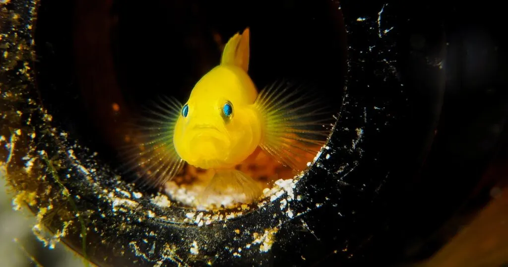 A small yellow fish emerges from a hole while diving Anilao.