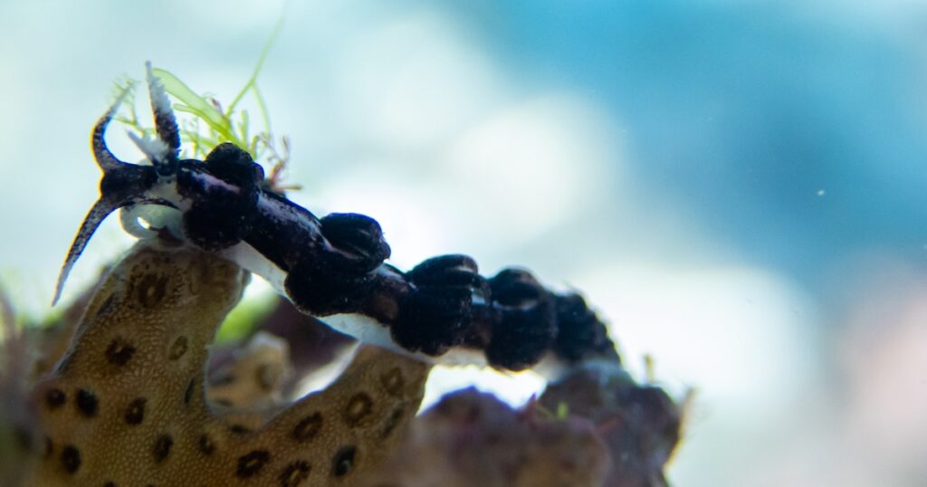 A black nudibranch slithers across a coral while diving in Anilao.