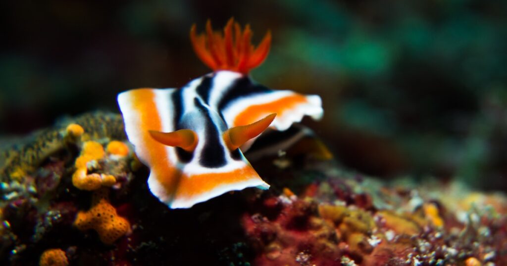 Slimy striped orange and black nudibranch spotted on a dive in Anilao.