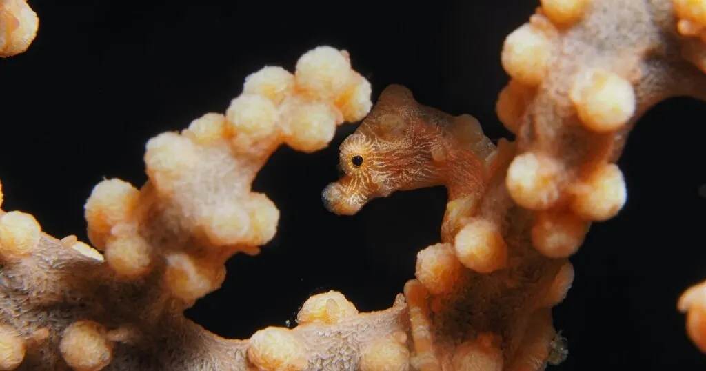 An orange seahorse camouflages with orange corals in Batangas.