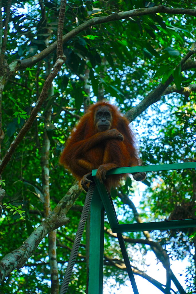 An orangutan sits on a green pole in the Gunung Leuser National Park in Bukit Lawang.