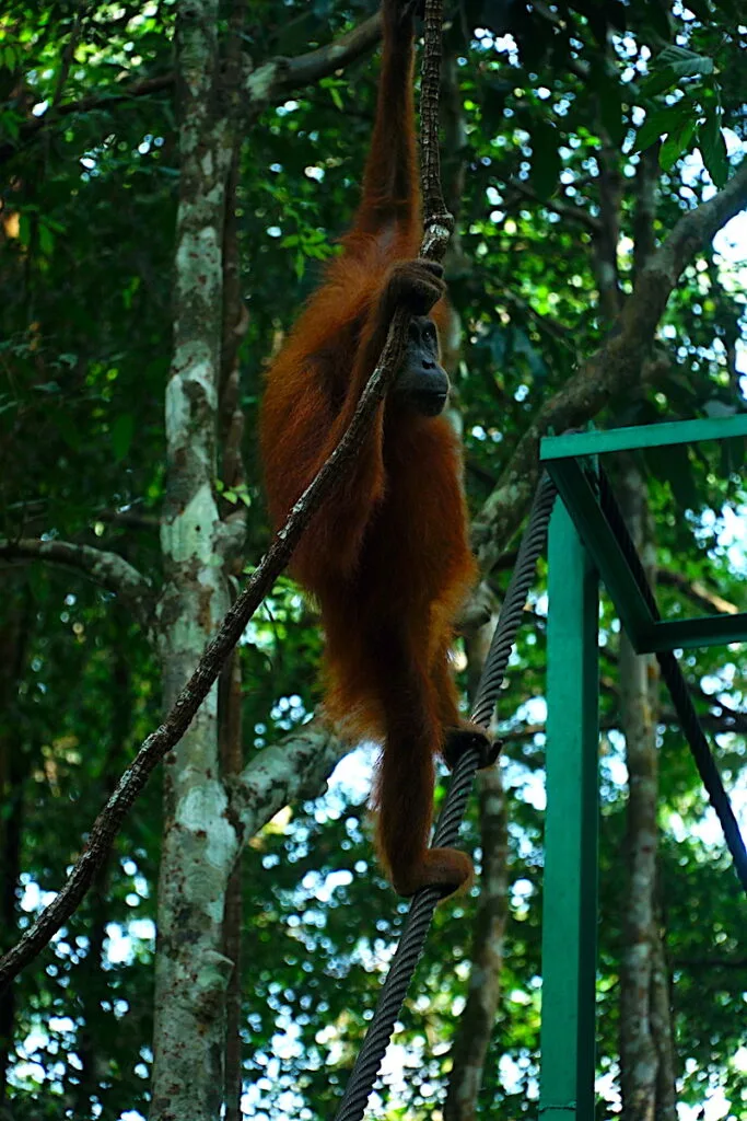 A Sumatran orangutan in the jungle, one of the best things to do in Bukit Lawang.