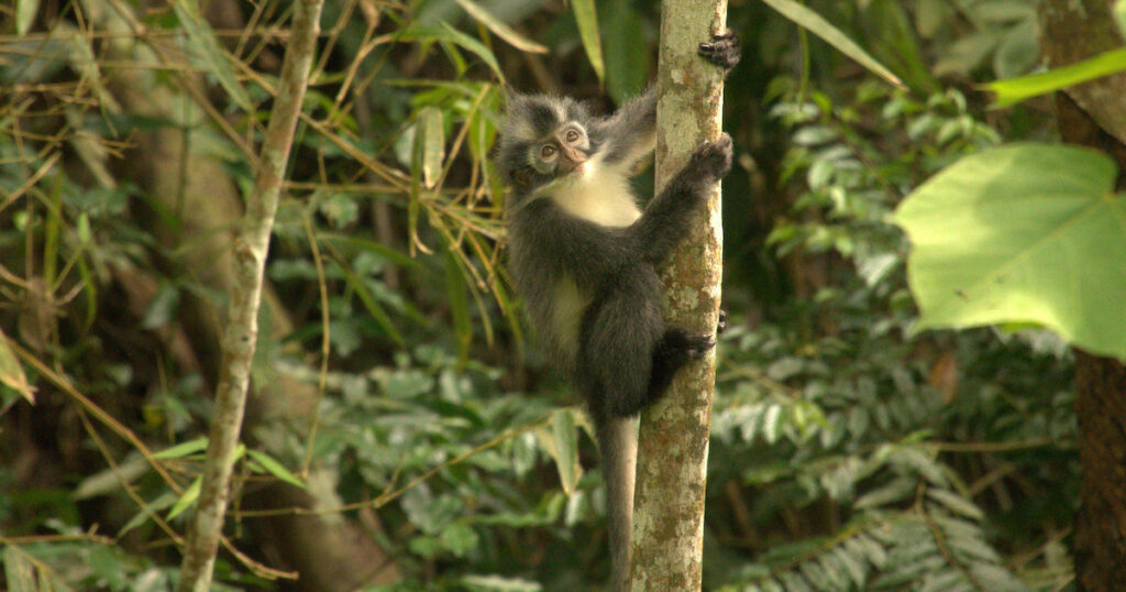 Thomas' langur monkey grips onto a tree in the Gunung Leuser National Park.